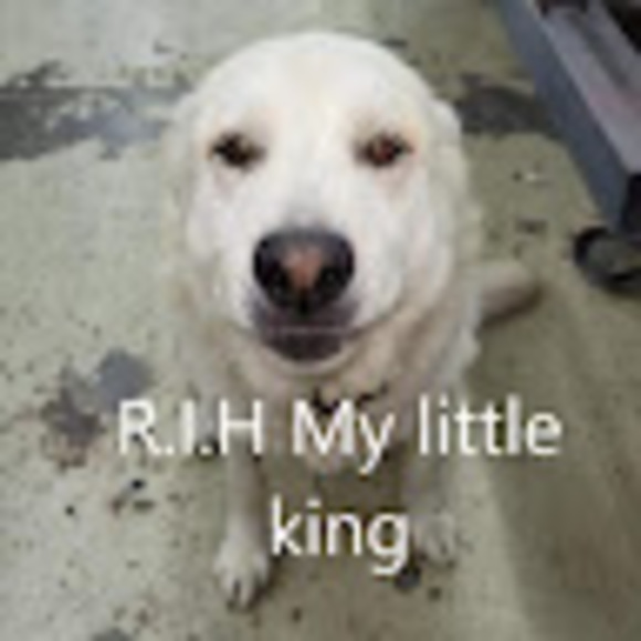 Meet your Posher, Maddie - Picture 1 of 1